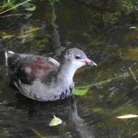 Камышонок :: Рита Симонова