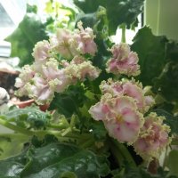 Фиалка :: Елена Семигина