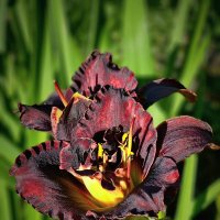 Линейки :: Галина Левина