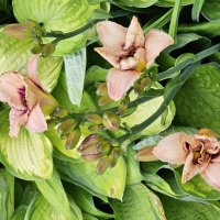 Лилейники :: Галина Левина