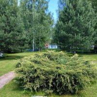 Можжевельник казацкий :: Ольга Довженко