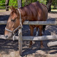 Не плачь! :: Alexandеr P