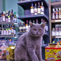 Красавица киса в продуктовом магазине! :: Светлана 