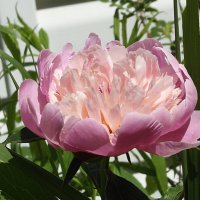 Пышность нежных лепестков! :: Freddy 97