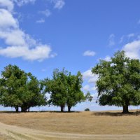 Степь донская. :: Виктор 