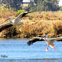 Пеликаны на искусственных озёрах :: Николай Волков