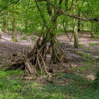 Лес и палки... :: Николай Гирш