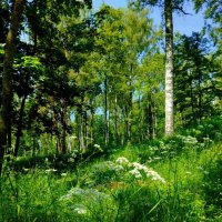 Буйство зелени :: Галина Бобкина