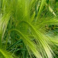 Колоски из детства :: светлана льдокова