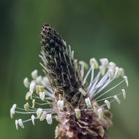 подорожник :: Андроник Александр 