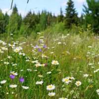 Полевые цветы :: Сергей Ц