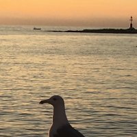 Хорватия… галеб :: Натали 