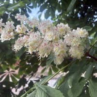 Цветёт каштан... :: Наталия Павлова Цветёт каштан... :: Наталия Павлова