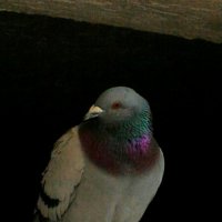 Голубь :: Натали 