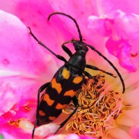 Усач в цветке :: Андрей Снегерёв Усач в цветке :: Андрей Снегерёв