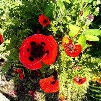 Маки :: Натали Маки :: Натали