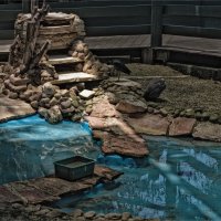 Хайфа 06,2025году Зоопарк :: ujgcvbif 