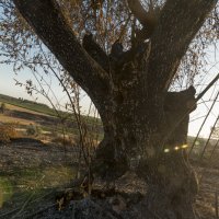 Пожарище... :: Иван К