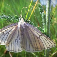На поляне в парке... :: Владимир Шошин