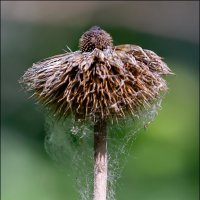 Отцвёл :: Александр Тарноградский