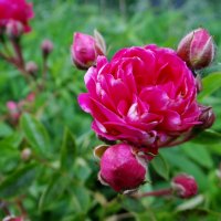 Гармония природы :: Антонина Гугаева