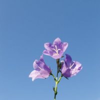 Цветочек :: Валерий Серёгин