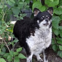 Злая.., как собака.. :: Антонина Гугаева