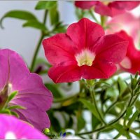 Пето,июнь,цветы... :: Aquarius - Сергей Пето,июнь,цветы... :: Aquarius - Сергей