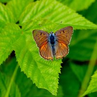 из снятого сегодня 2 :: Александр Прокудин из снятого сегодня 2 :: Александр Прокудин