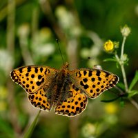 из снятого сегодня 5 :: Александр Прокудин из снятого сегодня 5 :: Александр Прокудин