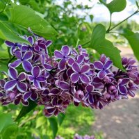 Сирень :: Сапсан 