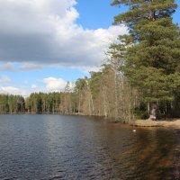 Комарово. Озеро Щучье :: Наталья Герасимова