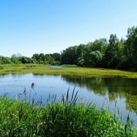 Лето - июнь (репортаж из поездок по области). :: Милешкин Владимир Алексеевич 