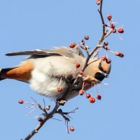 Свиристель. :: Виктор Иванович Чернюк Свиристель. :: Виктор Иванович Чернюк