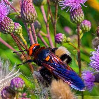 Оса Гигант. :: Сергей Гибков