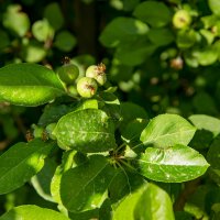 Яблоки :: Анатолий Чикчирный