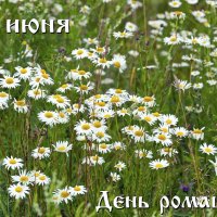 С Днём Ромашек! :: Валерий Иванович