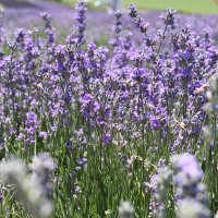 аромат лаванды :: Светлана Баталий аромат лаванды :: Светлана Баталий