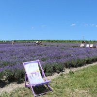 лавандовая ферма :: Светлана Баталий лавандовая ферма :: Светлана Баталий