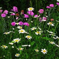 В саду :: Людмила Смородинская