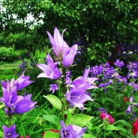 Летние звоночки :: Людмила Смородинская