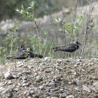 чибис :: юрий макаров