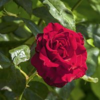 Алая роза :: Валентин Семчишин