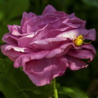 Розовая роза и паучок :: Валентин Семчишин