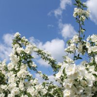 ДУШИСТЫЙ ЖАСМИН В ОБЛАКАХ :: Валентина 