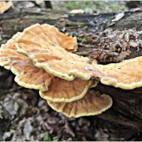 Трутовик серно-жёлтый. :: Валерия Комова Трутовик серно-жёлтый. :: Валерия Комова