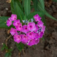 Флокс метельчатый :: Игорь Сикорский