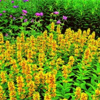 ЛЕТО :: Юрий Владимирович 34