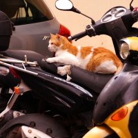 Умный :: kolyeretka 