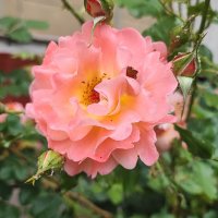 ,,, :: Сергей Тимоновский